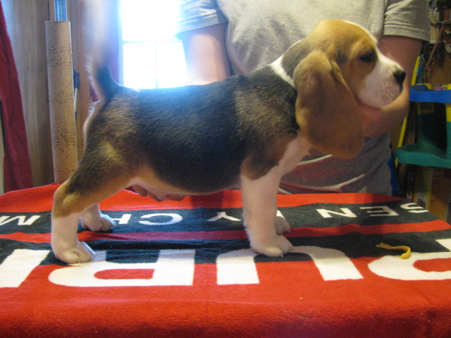 Male.  Pet or Show.