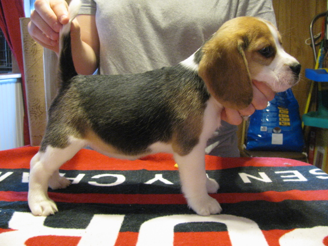 Female. Pet or show