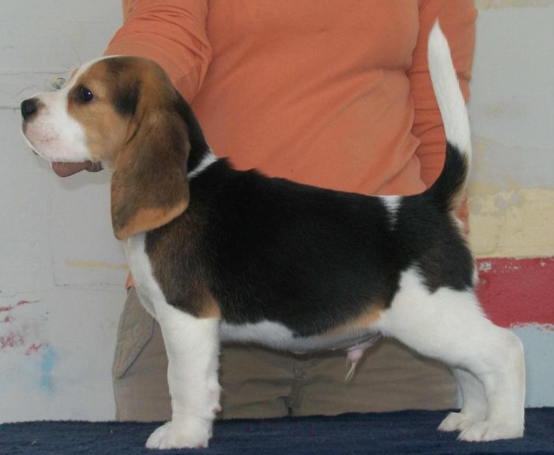 Trajam Bazinga 8 weeks